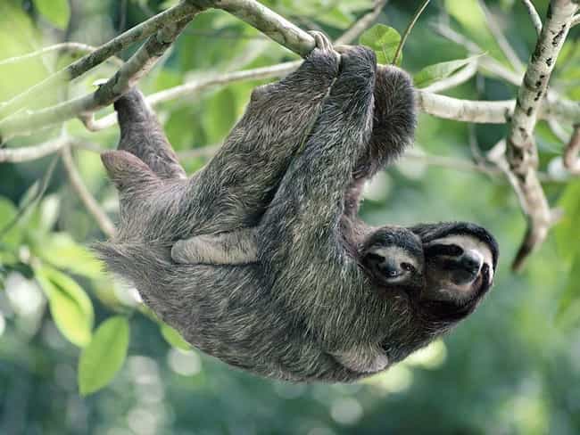 Three-Toed Sloth and Baby