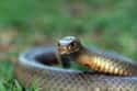 Eastern brown snake on Random Scariest Types of Snakes in the World