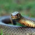 Eastern brown snake on Random Deadly Animals That Prove Australia Is Scariest Place On Earth
