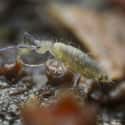 Springtail on Random Crazy Animals Of Polar Regions That Couldn't Exist Anywhere Else