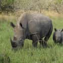 White Rhinoceros on Random Animals are Fewer Than 100 In Entire World