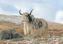 Yak on Random Coolest Animals That Live In Tundra