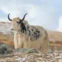 Yak on Random Coolest Animals That Live In Tundra