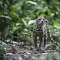 Margay on Random Wild Dog And Cat Species That Are Amazingly Rare