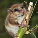 Monito del Monte on Random Extinct Species That Came Back From Dead