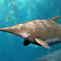 Ichthyosaur on Random Most Horrifying Sea Monsters To Ever Terrorize Ocean