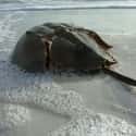 Horseshoe crab on Random Oldest Living Things On Earth