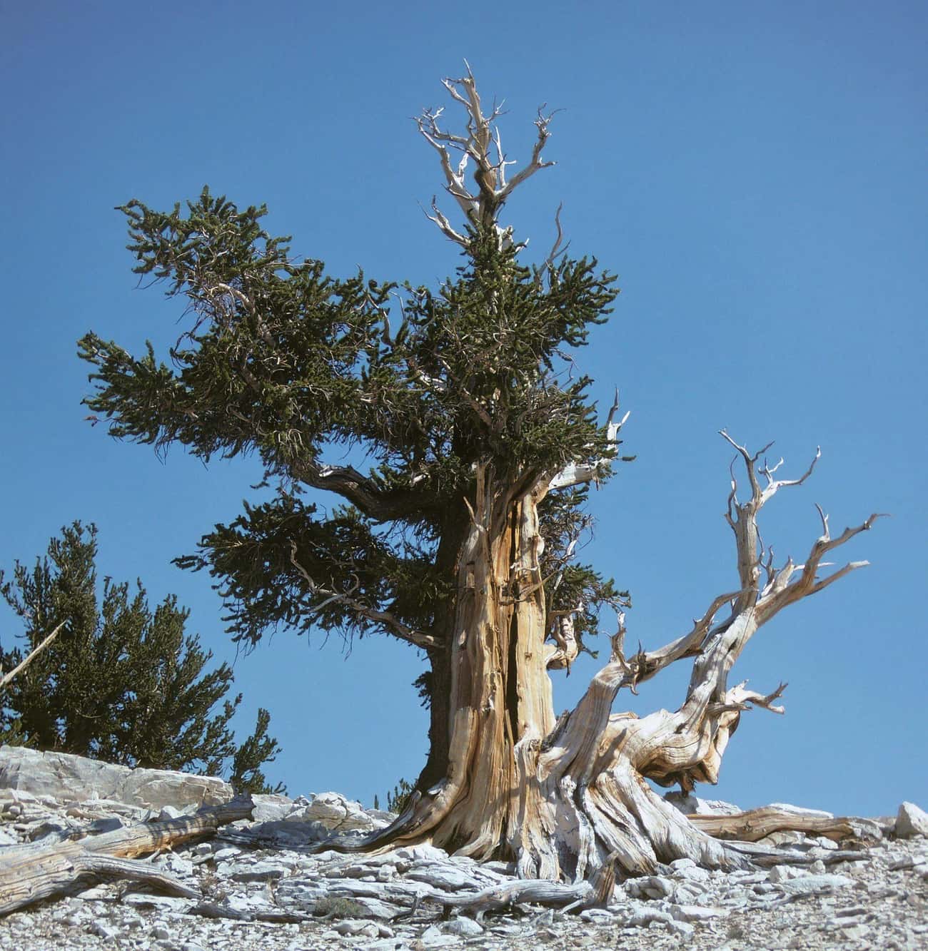 An Unnamed 5,068-Year-Old Great Basin Bristlecone Pine