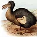 Dodo on Random Extinct Species You Would Bring Back From Dead