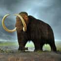 Woolly Mammoth on Random Extinct Species You Would Bring Back From Dead