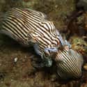 Striped Pyjama Squid on Random Most Poisonous Creatures In Sea