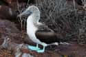 Blue-footed Booby on Random Most Interesting Birds on Earth