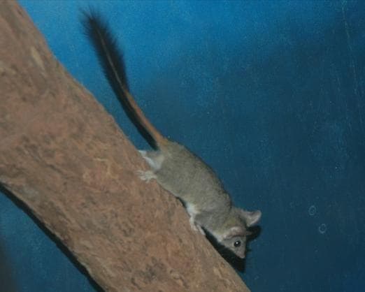 Phascogale is listed (or ranked) 5 on the list 10 Animals Who Die Immediately (Or Close to) After Sex