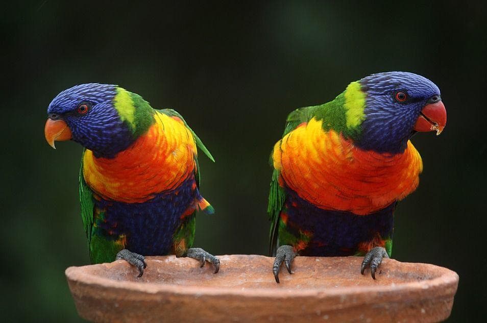 15 Stunning Photos Of Rainbow Animals Who Represent Every Color