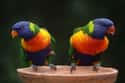Rainbow Lorikeet on Random Vibrant Rainbow Animals That Most People Don't Realize Exist