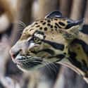 Clouded Leopard on Random Horrifying Animals From Thailand