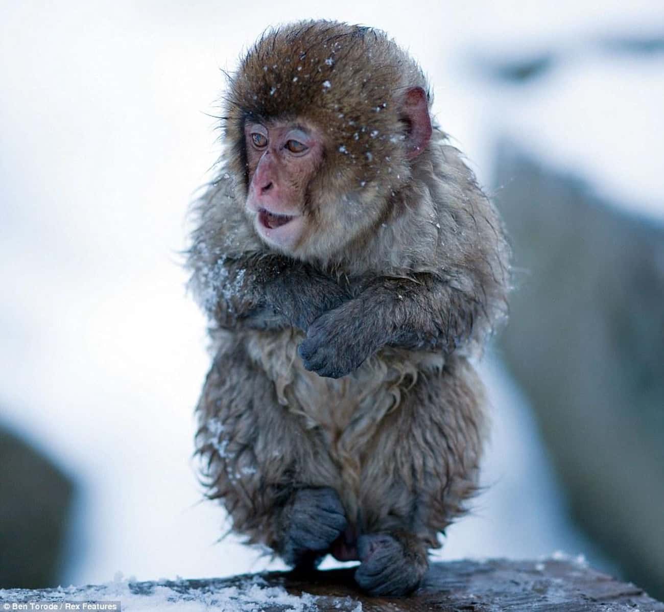 Дубак текст. Парк снежных обезьян Джигокудани. Замерзшая обезьяна. Обезьянка замерзла. Японские обезьяны.