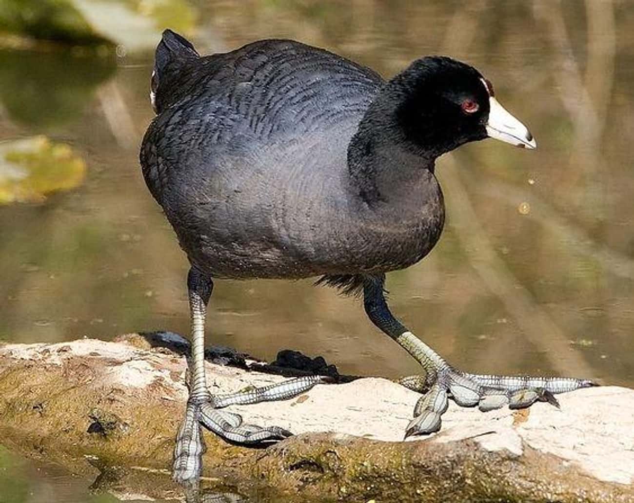 American Coots&#39; Feet Look Like Awkwardly Large Basketball Sneakers