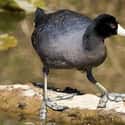 American Coot on Random Weird Animal Feet You Have To See To Believe