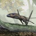 Dimorphodon on Random Famous Prehistoric Animals You'll Be Surprised To Learn Aren't Actually Dinosaurs