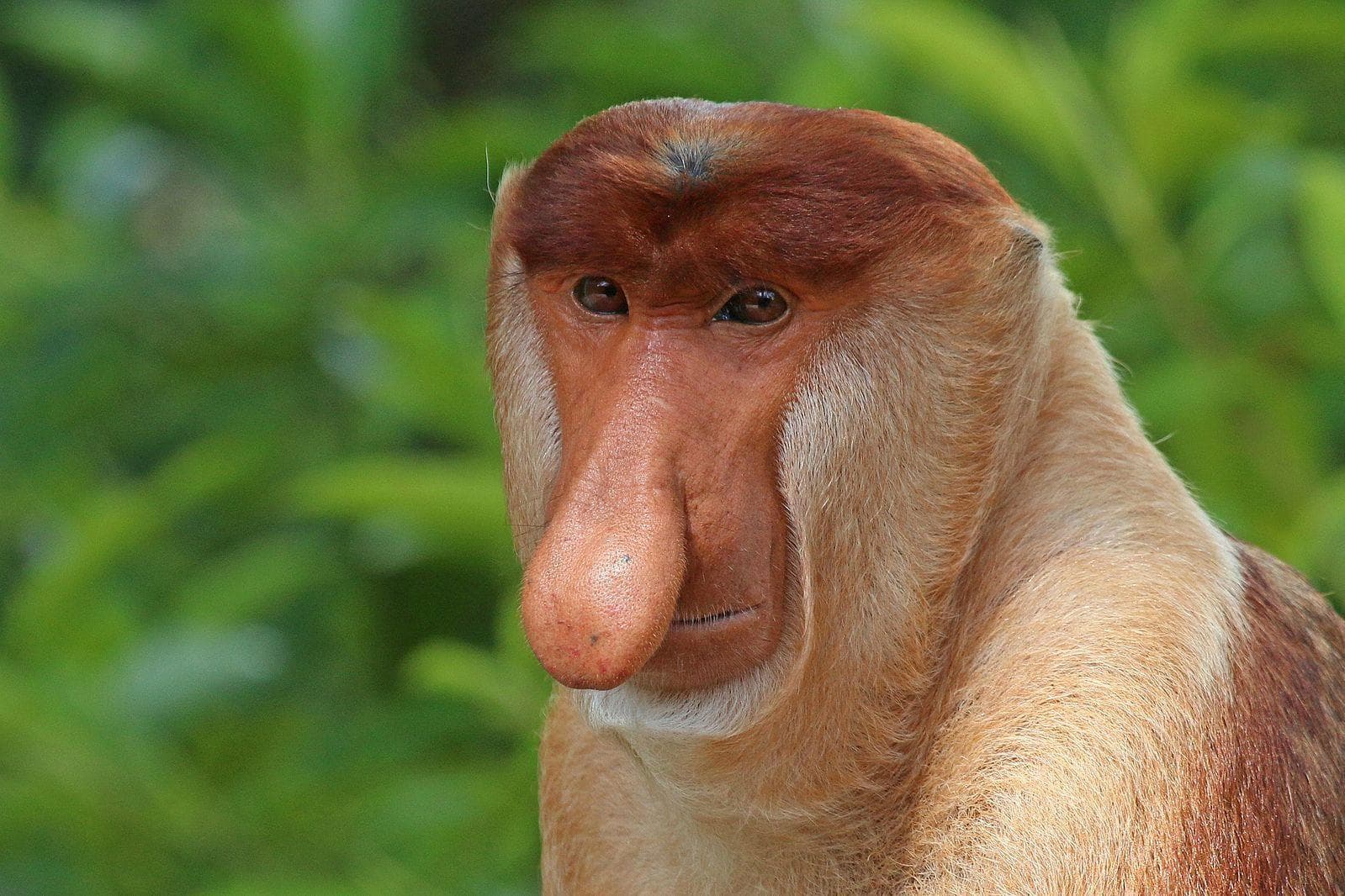 funny looking monkey species