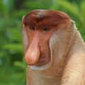 Proboscis Monkey on Random Animals You Would Not Want To Be Reincarnated As