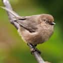 Bushtit on Random Funniest Bird Names to Say Out Loud