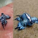 Glaucus atlanticus on Random Cute, Bizarre, And Downright Weird Creatures You Probably Didn't Know Existed