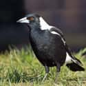 Australian Magpie on Random Scariest Types of Birds in the World