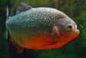 Red bellied piranha on Random Most Terrifying Creatures Found In Amazon River