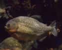 Red bellied piranha on Random Scariest Types of Fish in the World