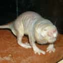 Naked Mole Rat on Random Animals You Would Not Want To Be Reincarnated As