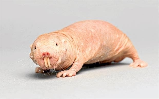 20 Cute Pictures of Ugly Animals