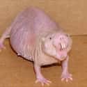 Naked Mole Rat on Random Real Animals That Literally Have Superpowers