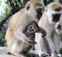 Vervet Monkey on Random Wild Animals That Cause Serious Problems In Florida