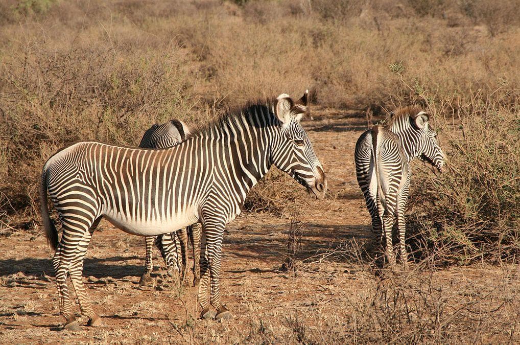 Traditional Medicine Made Of Poached Animals Have No Medicinal Value