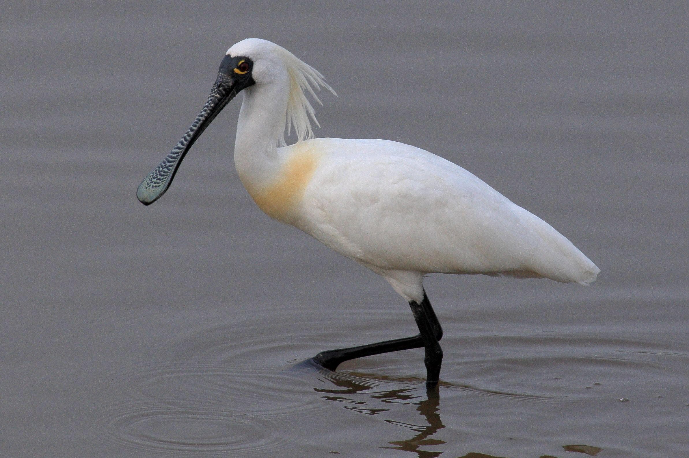 17 Birds That Have Truly Weird Beaks (Photos)