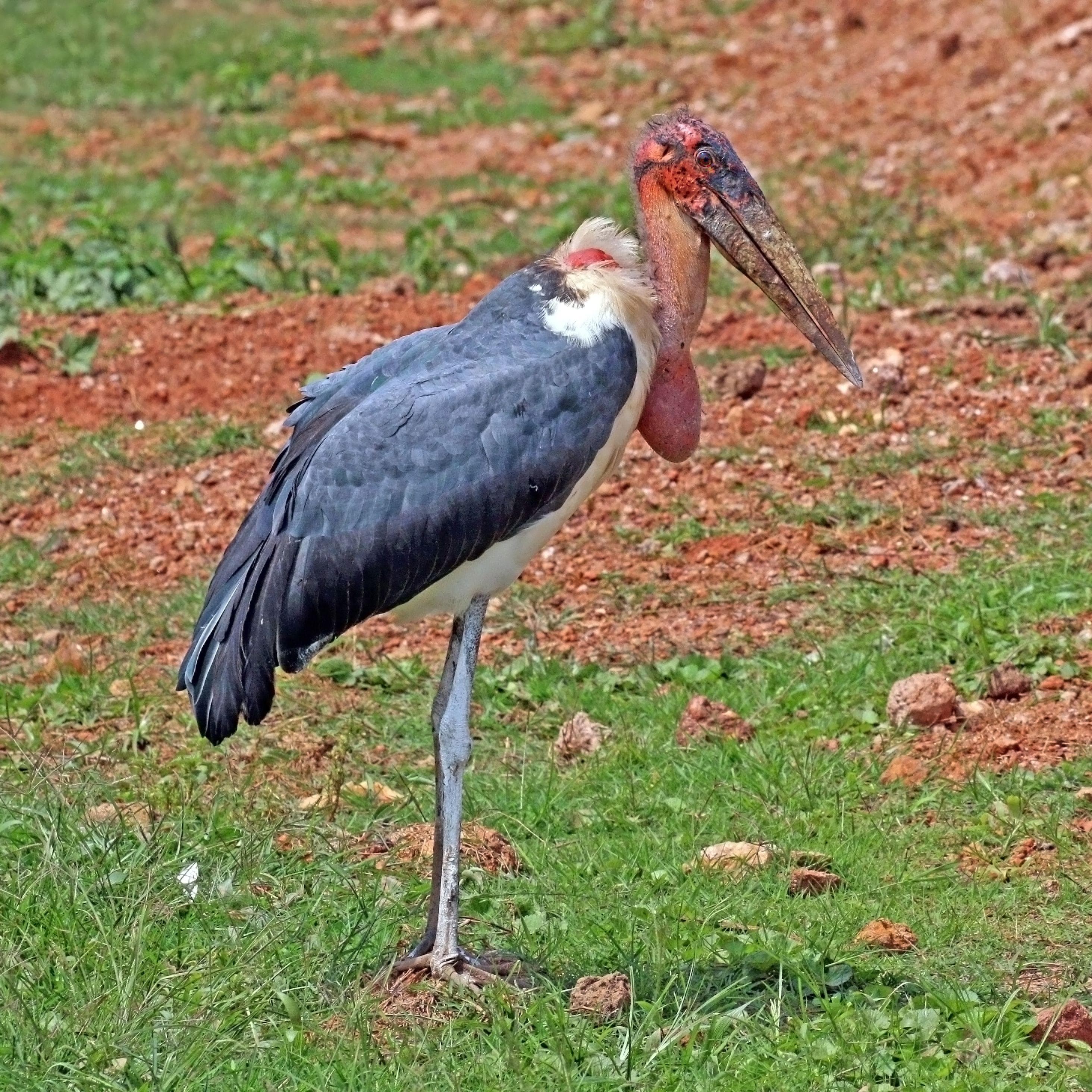 Identifying the Marabou Stork