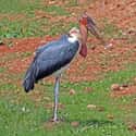 Marabou Stork on Random Most Interesting Birds on Earth