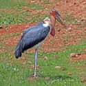 Marabou Stork on Random Most Interesting Birds on Earth