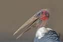 Marabou Stork on Random Scariest Types of Birds in the World