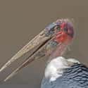 Marabou Stork on Random Scariest Types of Birds in the World