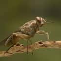 Tsetse fly on Random Scariest Types of Insects in the World