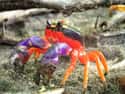 Halloween crab on Random Vibrant Rainbow Animals That Most People Don't Realize Exist