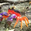 Halloween crab on Random Vibrant Rainbow Animals That Most People Don't Realize Exist