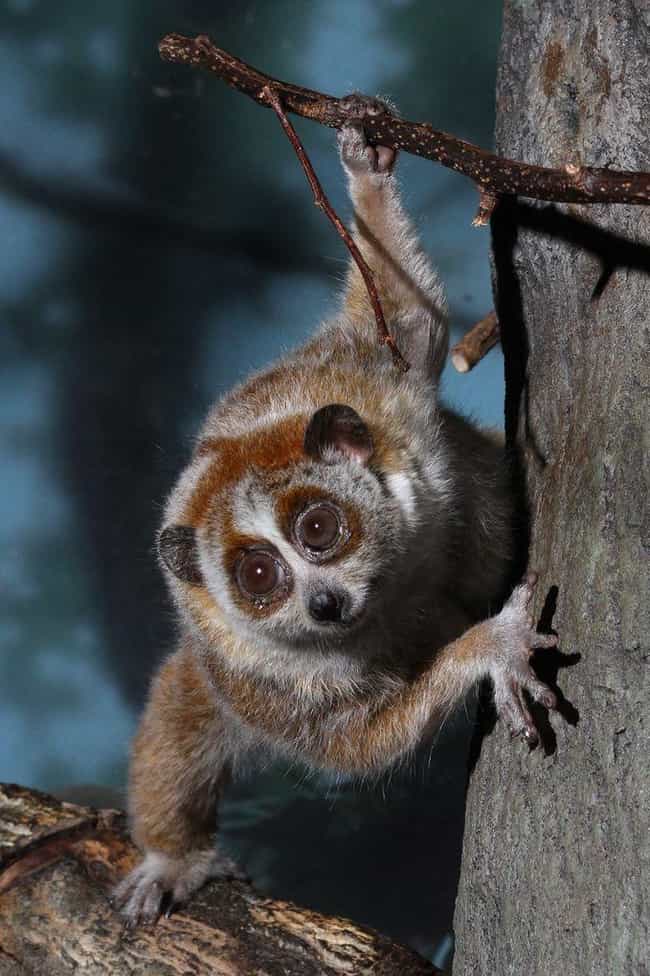 Slow loris is listed (or ranked) 2 on the list 28 Cute Animals That You Don't Want To Mess With