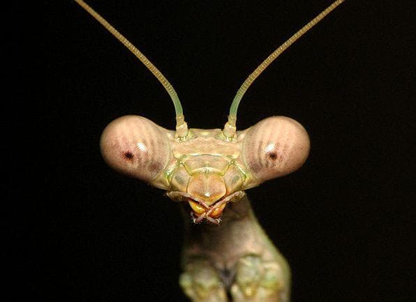 13 Creatures With The Most Horrifying Mandibles
