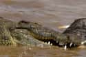Nile crocodile on Random Insane, Otherworldly Creatures Of Nile River