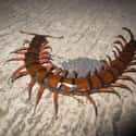 Scolopendra gigantea on Random Scariest Types of Insects in the World