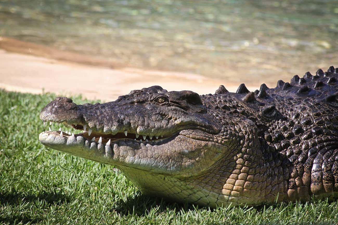 The Saltwater Crocodile Wants To Take You For A Spin